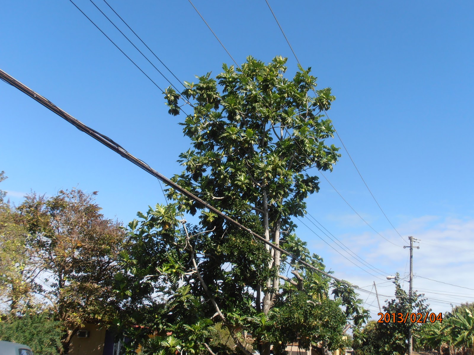 Flora de Puerto Rico Ilustrada Papo Vives: MORACEAE Artocarpus altilis