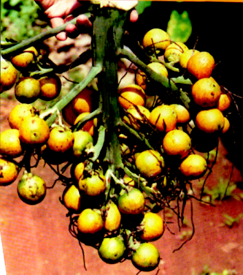 buah pinang