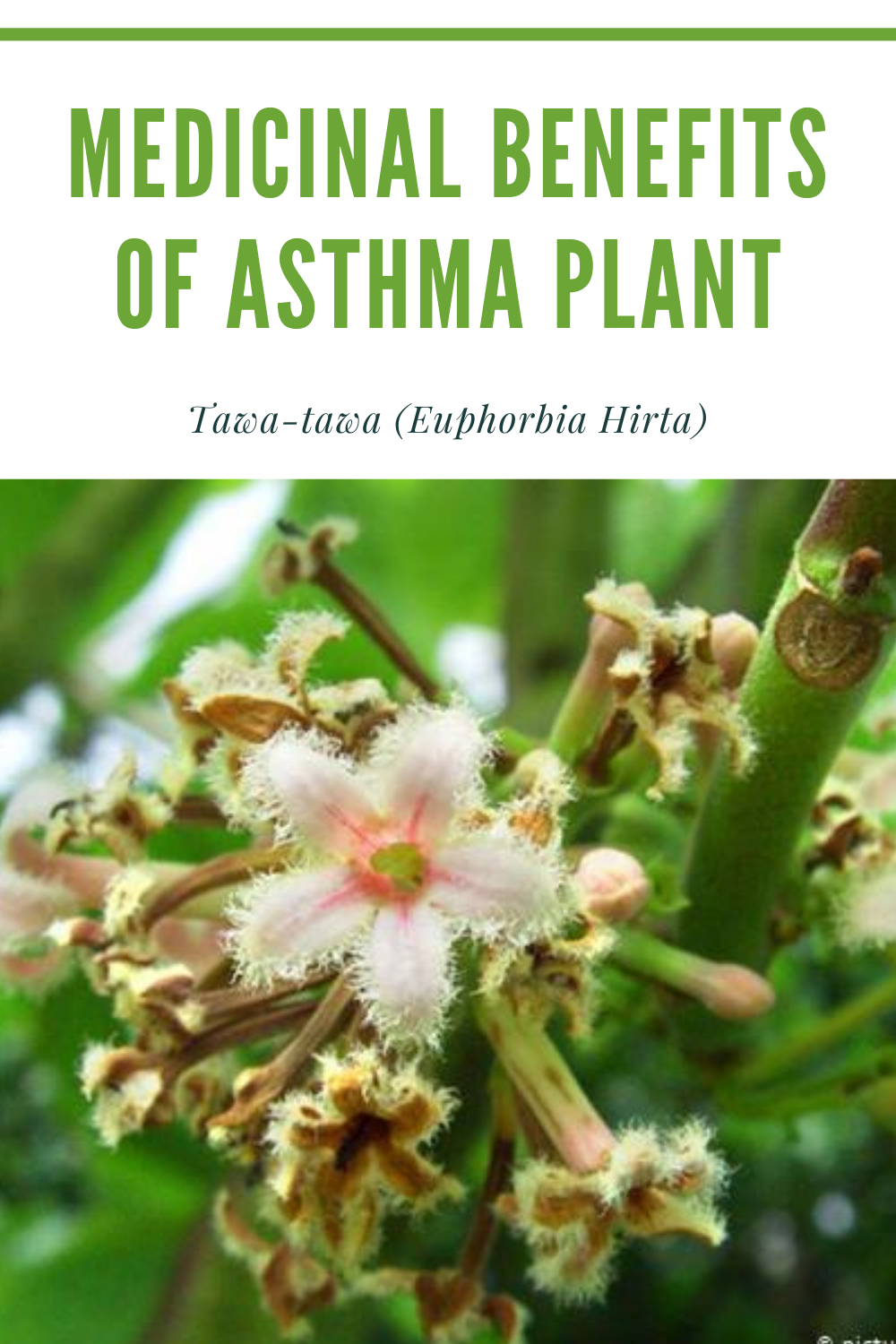 Medicinal Benefits of Asthma Plant