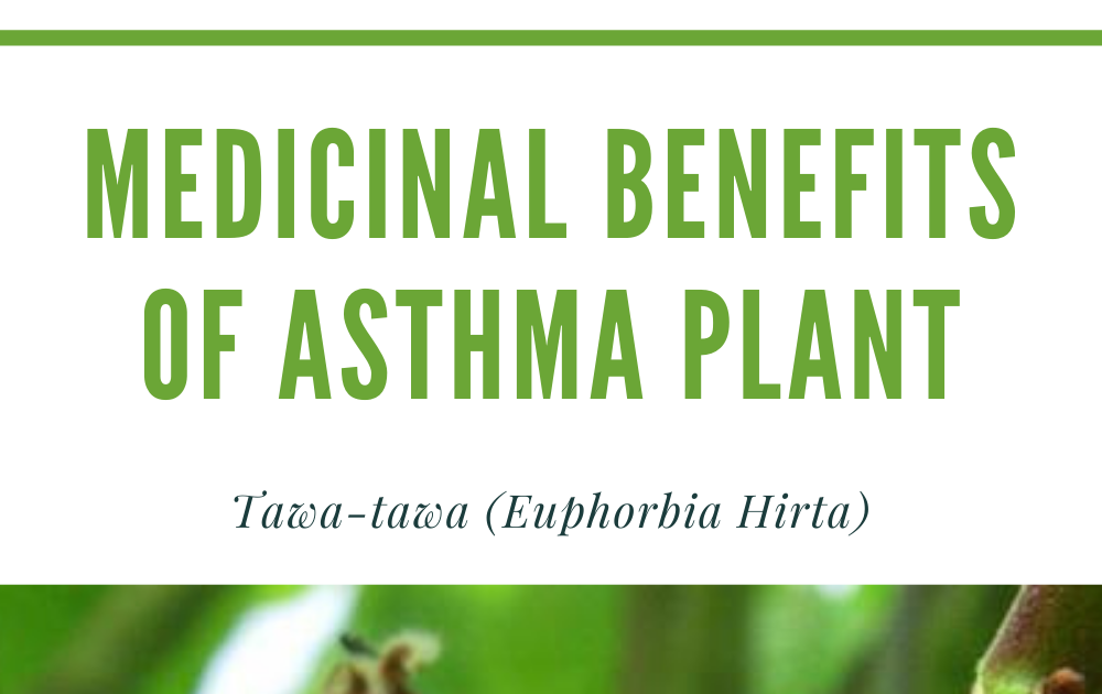 Medicinal Benefits of Asthma Plant