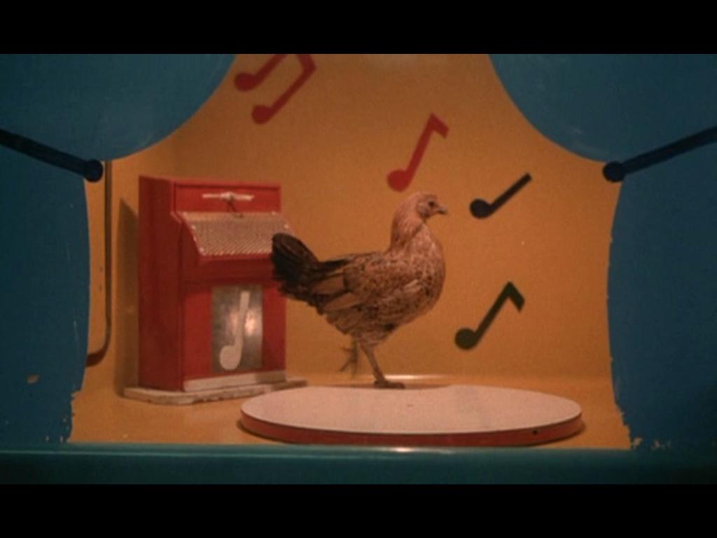 танцующая курица под музыку