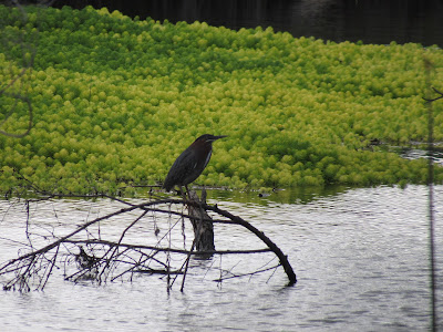 Gray Lodge Wildlife Area California birding hotspot