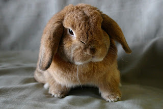 Holland Lop Rabbit