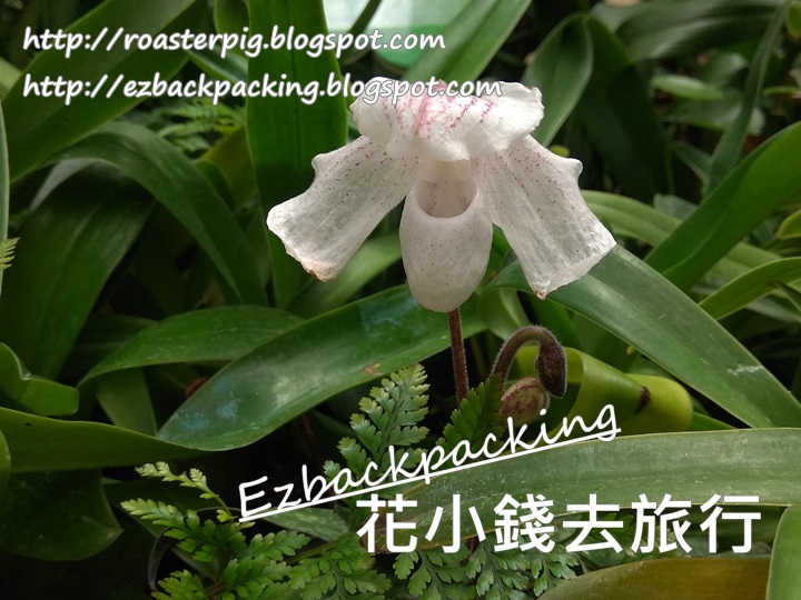 香港動植物公園蘭花