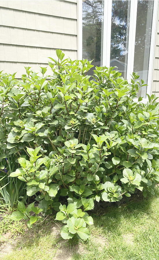 hydrangea bush