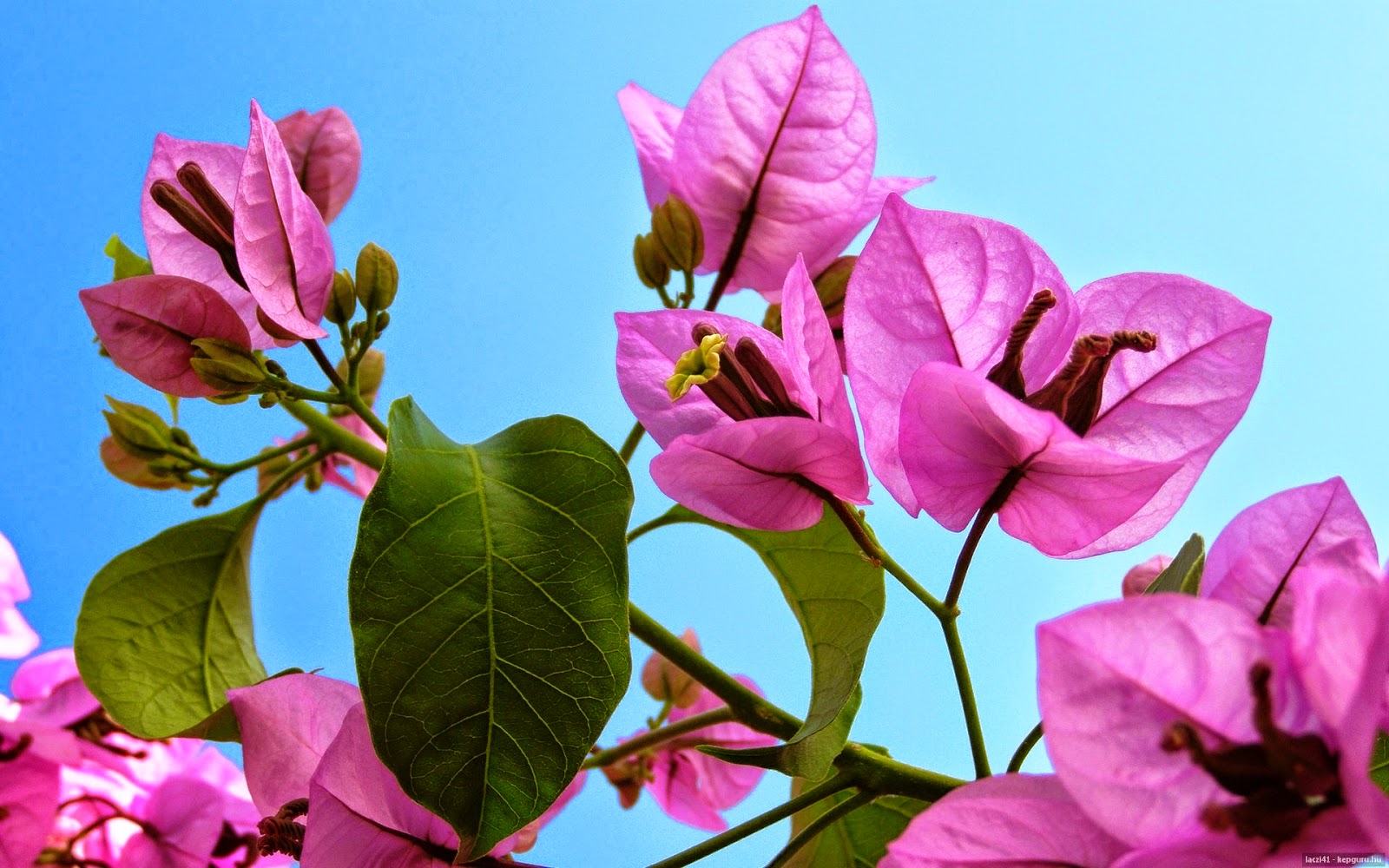 Бугенвиллия Pink Lantern