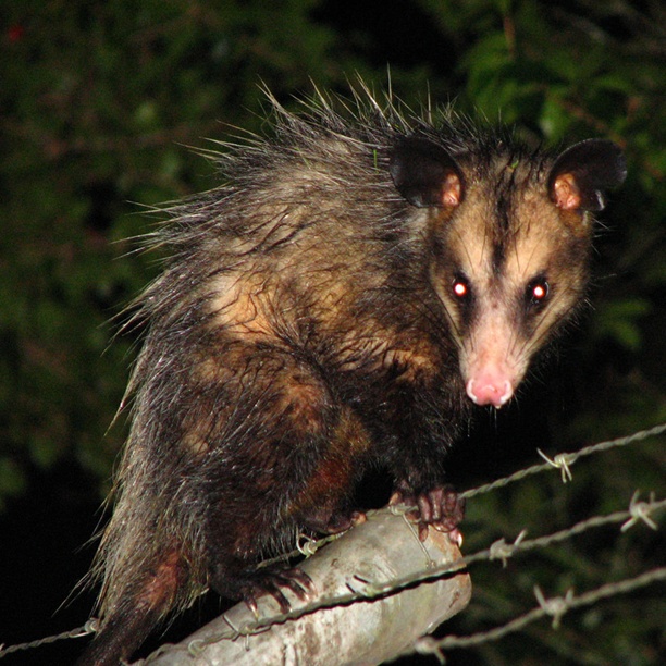 Ander 7 : Didelphis aurita - Gambá-de-orelha-preta
