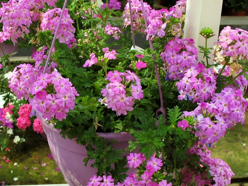 вербена tapien. вербена ампельная выращивание. вербена однолетник. вербена ампельная выращивание. вербена ампельная.