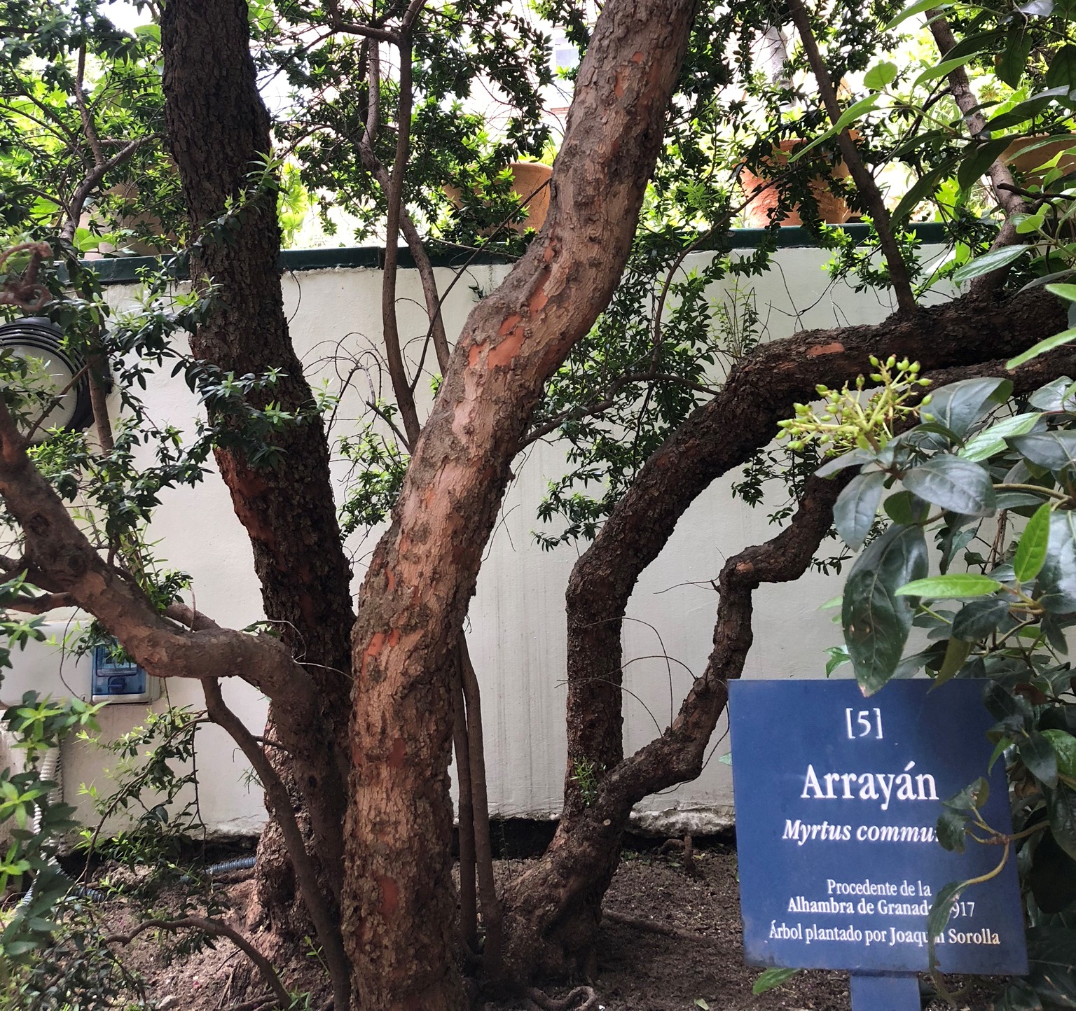 El árbol con el tronco más grande del mundo » Academia del Perfume
