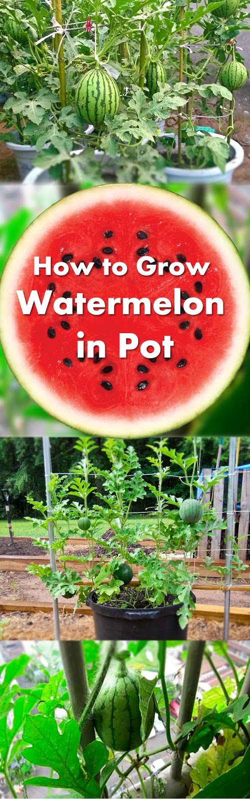 How To Growing Watermelon For Your Garden Everything About Garden