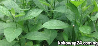 bitter leaf