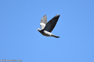 Tudó (Columba palumbus)