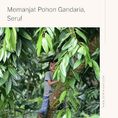 Hanif Wicaksono Pelindung Buah Langka Kalimantan