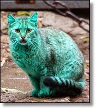 Picture of green cat