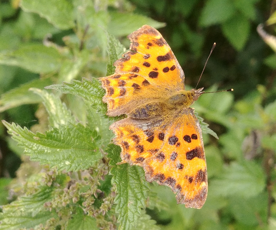 A comma butterfly spotted soon after point 5  Image by Hertfordshire Walker released via Creative Commons BY-NC-SA 4.0