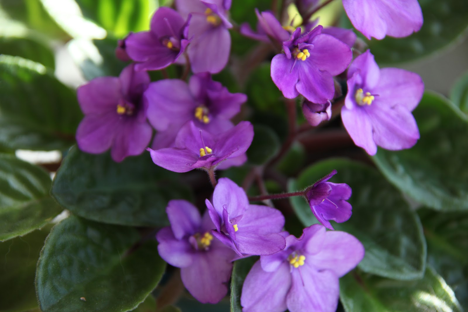 Wiese Acres Growing African Violets, part 2 Lighting