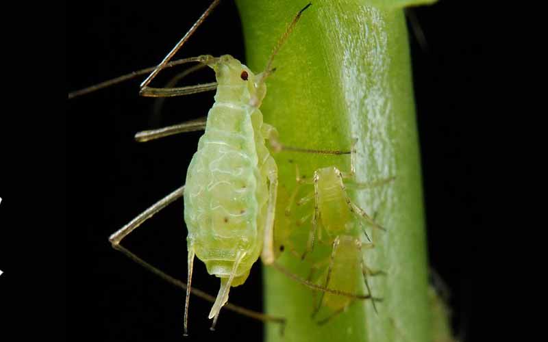 7 Contoh Hewan Yang Mengalami Metamorfosis Tidak Sempurna