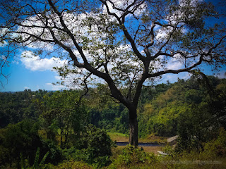 Natural Tree With Beautiful Branches On A Sunny Day In The Hilly Area Of The Village North Bali Indonesia