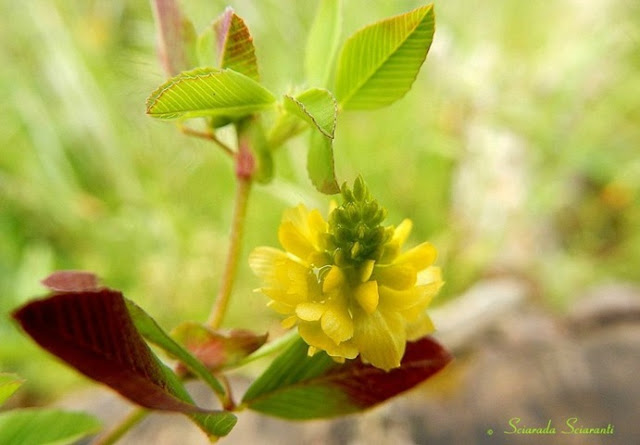 Trifolium aureum