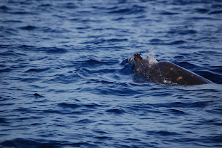Yetişkin erkek Sık dişli gagalı balina (Bahamalar)