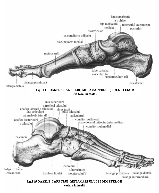 căderea durerii în articulația umărului prețurile medicamentelor pentru tratamentul osteocondrozei cervicale