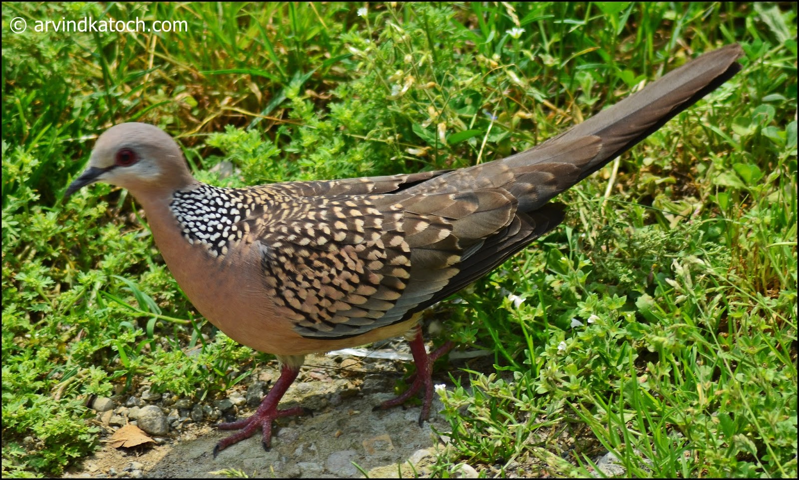 Spotted Dove (Spilopelia Chinensis) Pictures and Detail (Also called