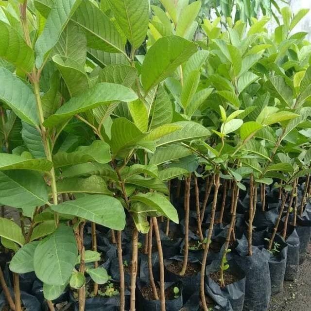 jual bibit buah sukun pohon jambu putih langka Napabalano