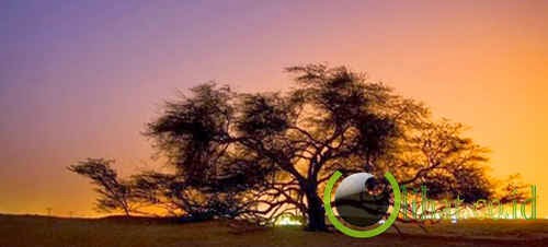 5 Pohon Unik yang paling Fenomenal di Dunia - Berita Unik