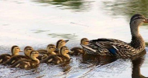 18 Arti Mimpi Tentang Hewan Bebek Menurut Primbon Jawa Erek Erek 2D 3D