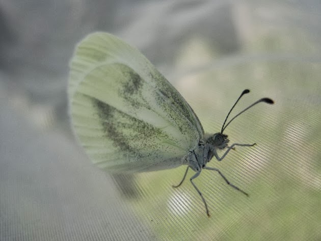 The Eagle's Gaze : Austrian insects (II): butterflies and moths