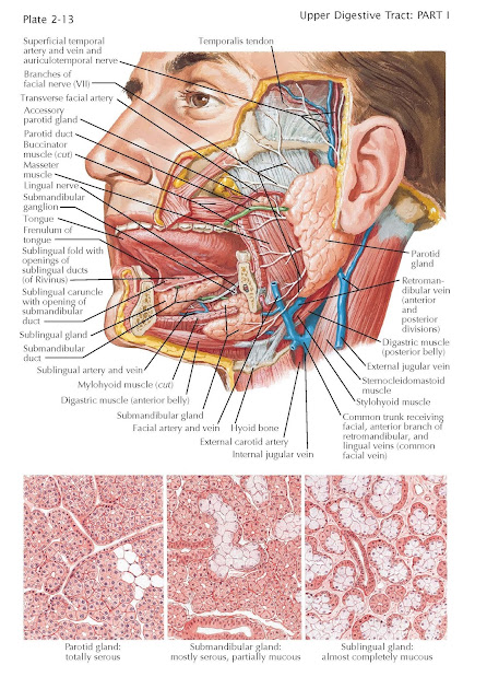Salivary Glands, sublingual ducts, sublingual gland, submandibular, sublingual caruncle, submandibular gland, parotid gland, labial, buccal, palatine, and lingual glands