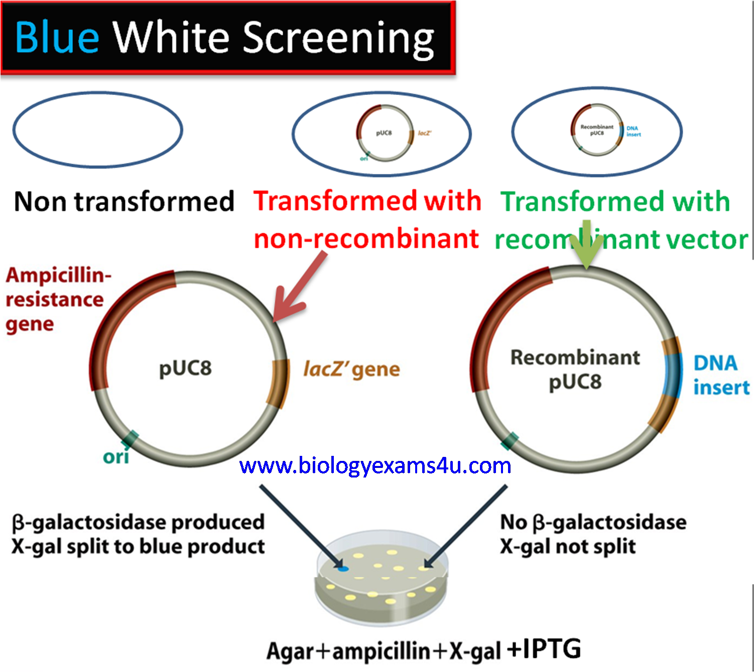 pUC Vector Features, Selectable markers, Blue White Screening for