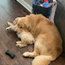 These Adorable Dogs Love Using Each Other As Pillows (26 Pics)