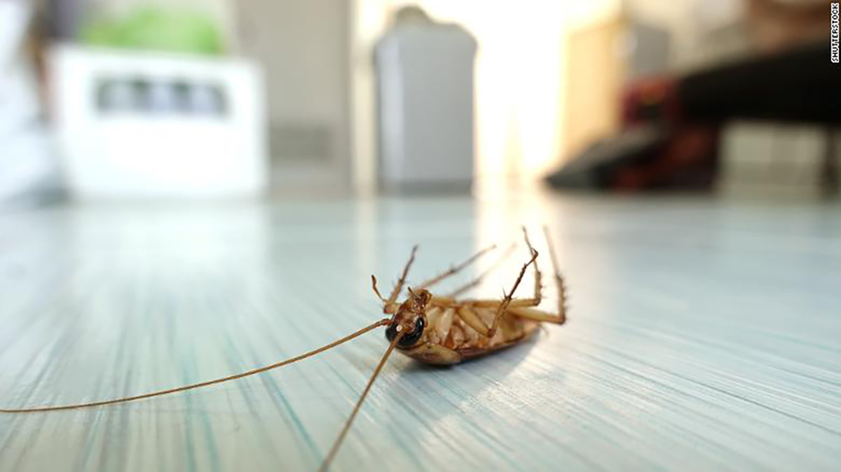 Name A Cockroach After Your Ex And Watch An Animal Eat It On Valentine's Day Cockroach, Valentines