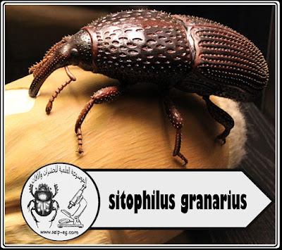 سوسة المخزن أو سوسة الحبوب sitophilus granarius