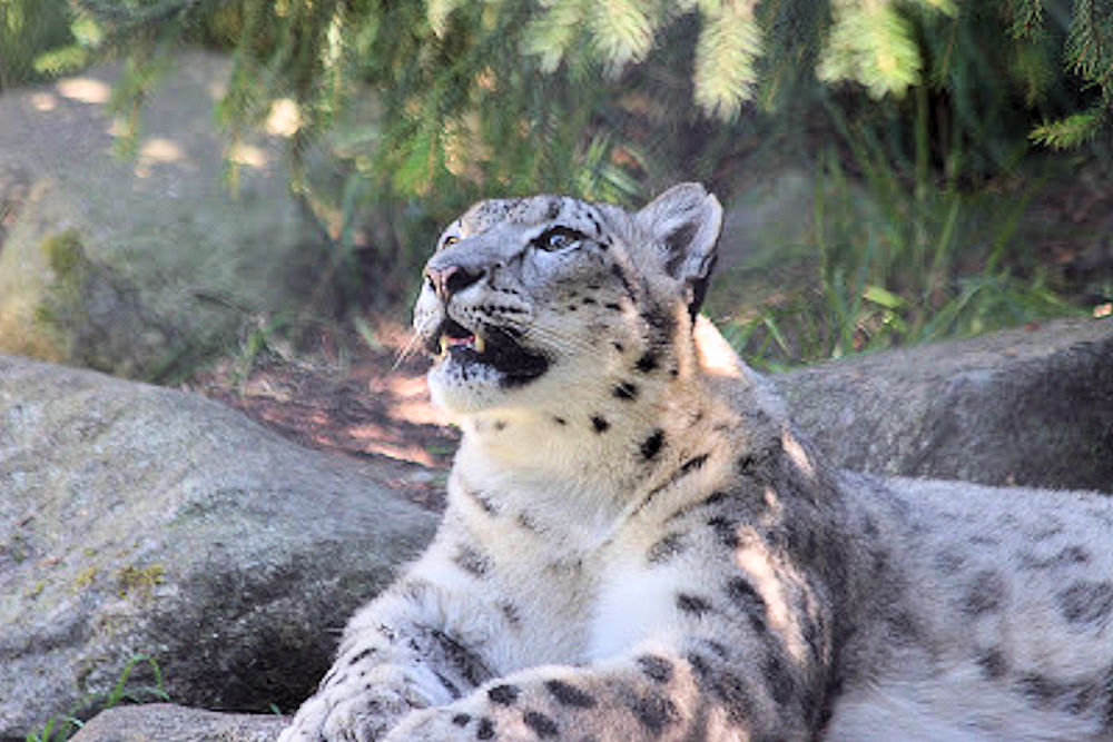 An English Girl Rambles from 2016 to.: SNOW LEOPARD AND TIGER AT