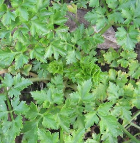 homegrown parsley plant