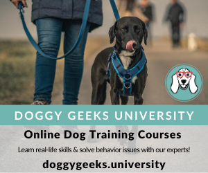 one year old dog peeing in the house