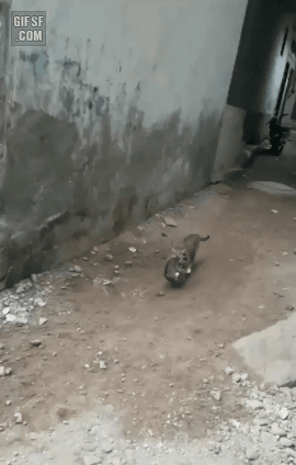 gifsf.com_00003.gif