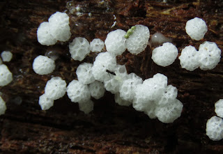 Ceratiomyxa morchella