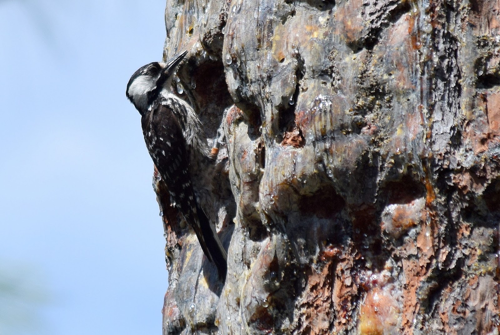 Field Notes and Photos: Red- Cockaded Woodpecker