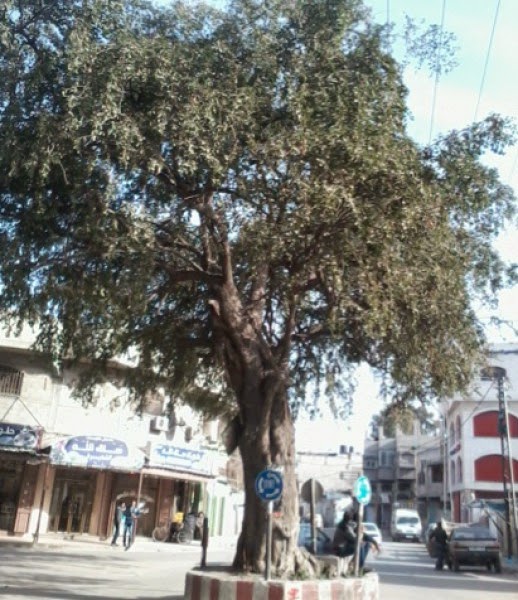 شجرة السدر العجيبة في غزة قصص وحكايات اليوم نت