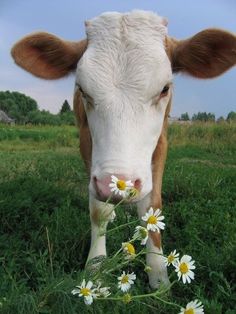 cow images