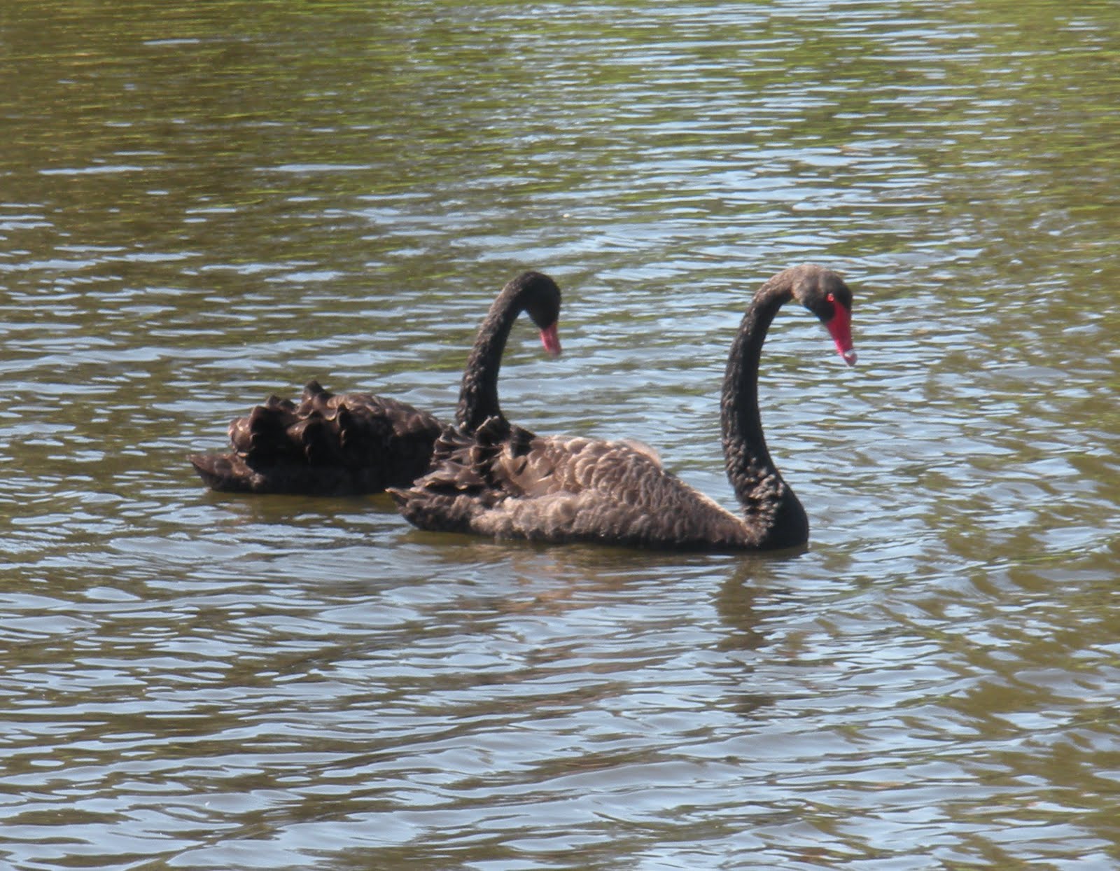 Ashley's Australian Adventure Behold...The REAL Black Swan