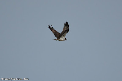 Àguila pescadora (Pandion haliaetus)