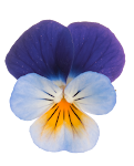 Flower_14.png