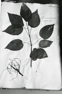 Aldrovandi painstakingly dried and preserved the leaves of plant species