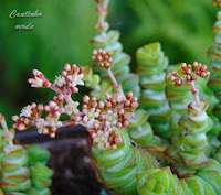 Colar de Jade - Crassula Marnieriana