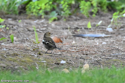 Pinsà comú (Fringilla coelebs)