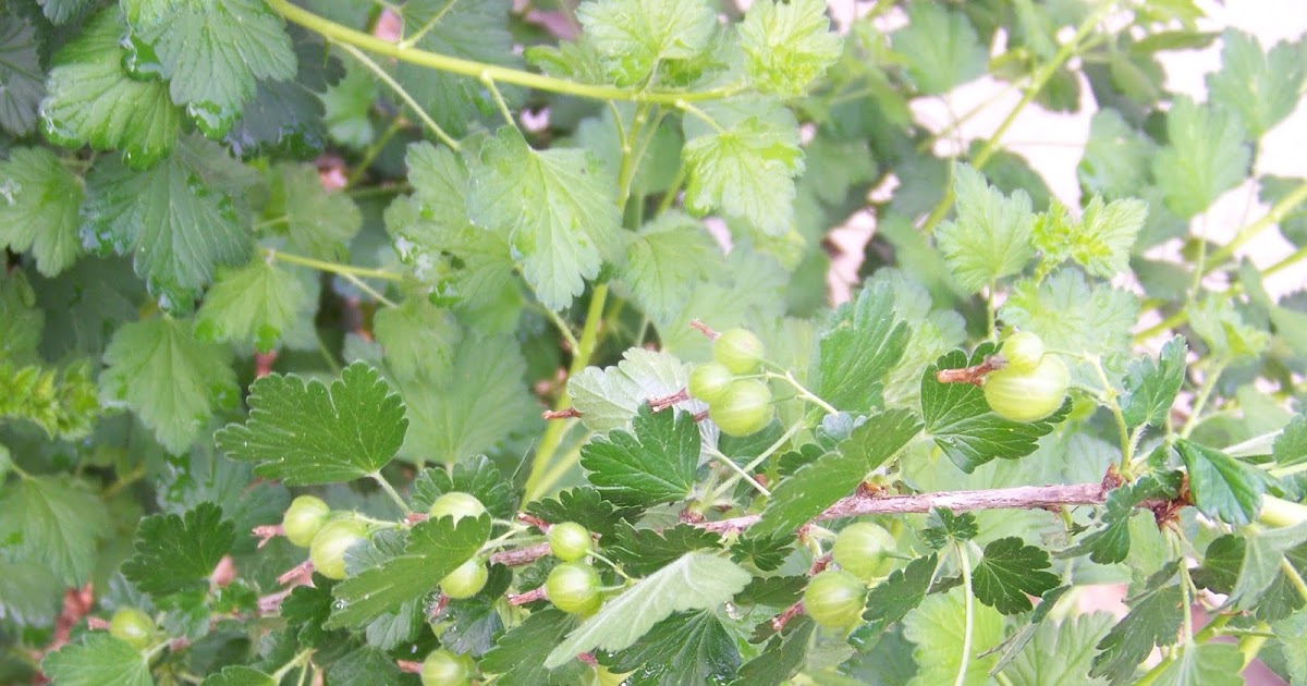 Hickery Holler Farm Gooseberries